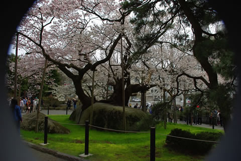 石割桜