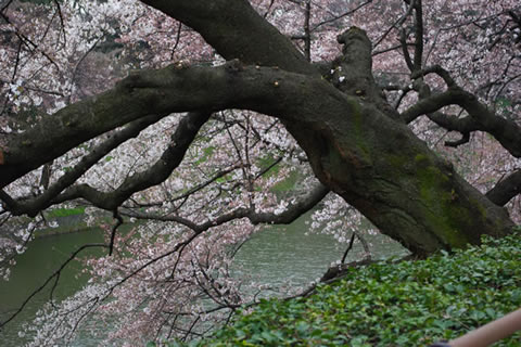 千鳥が淵